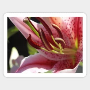 Beautiful photograph of lily flower Sticker